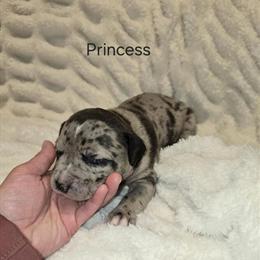 American Bully Puppies Available in Troy, oh