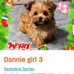 Yorkshire Terrier Puppies in Bellingham, wa
