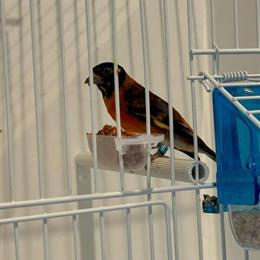 Siskins for Sale: Yellow and Black Hooded Varieties in Glendale, ca