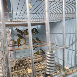 Safran Finch Pair for Sale in Glendale, ca