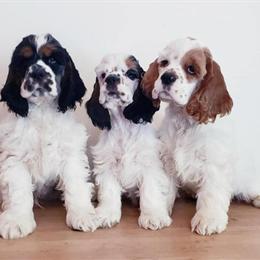 AKC American Cocker Spaniels Expected Soon in Williamsburg, ky