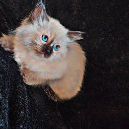 Ragdoll Kittens Available in Longview, wa