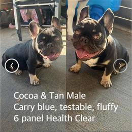 French Bulldog Puppies Available in Durham, nc