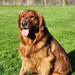 Golden Retriever Stud - Health Tested and Proven in Scio, oh