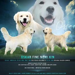 Golden Retriever Stud - Imported English Cream, OFA Certified in Scio, oh