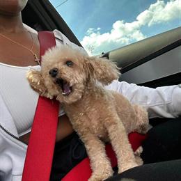 Trained Teacup Puppies Available with Vaccines in Detroit, mi