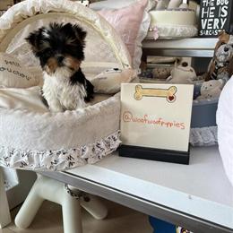 Yorkshire Terrier Teacup - Trained, Vaccinated, Health Guarantee in Detroit, mi
