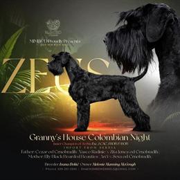 Giant Schnauzer Puppies from Champion Sire in Locust Grove, ok