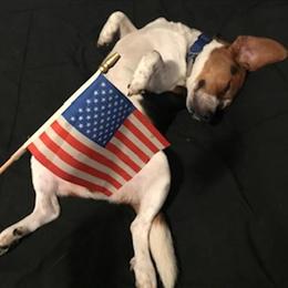 Beagle Stud Available for Mating in Fort Wayne, in