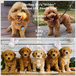 Red Toy Poodle Stud Available for Service in Palm Coast, fl