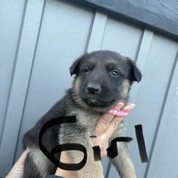 German Shepherd Puppies for Sale in Saginaw, mi