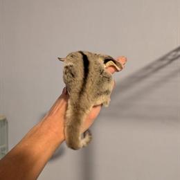 Sugar gliders for adoption - male and female available in Ilion, ny