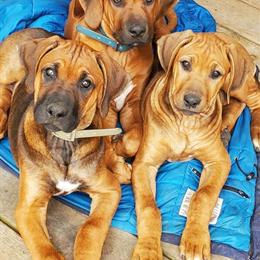 Rhodesian Ridgeback Puppies Ready to Reserve - 3 Weeks Old in Lowell, mi