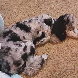 Merle Mini Poodle, 2 Years Old, Great with Kids and Other Pets in Paducah, ky