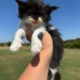 Male Maine Coon Kittens from Russian Import Parents in Locust Grove, ok