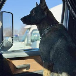 Czech German Shepherd Available for Stud in Atlanta, ga