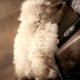 Male Stud Service Available in Thornville, oh