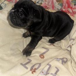 Mini English Bulldog Puppies Ready for New Homes in Houston, tx