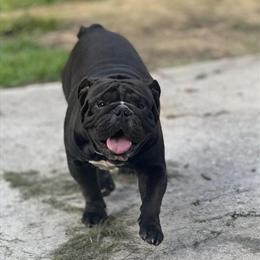 AKC Male English Bulldog for Stud Services in Houston, tx
