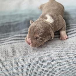 American Bully Puppies Available in Orlando, fl