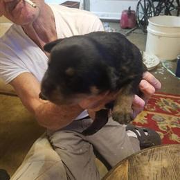 Rottweiler Puppies Available - 1 Male and 5 Females Ready to Go in Marion, nc