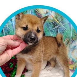 Shiba Inu Puppy - Female, 3 Months Old in Lansing, mi