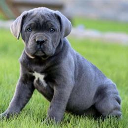 Cane Corso Puppies Available! in Philadelphia, pa
