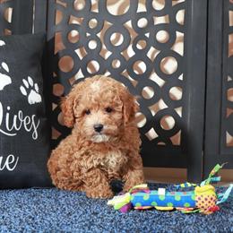 Poochon Puppies Available - Sweet and Loving Companions in Mount Vernon, oh