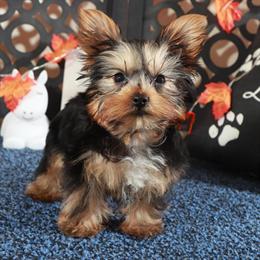 Yorkshire Terrier Puppy Sherlock Available in Mount Vernon, Ohio in Mount Vernon, oh