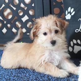 Charming Male Yochon Puppy Ready for a New Family in Mount Vernon, oh