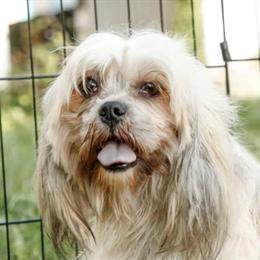 Lhasa Apso Jessie Belle Seeking Forever Home in Liberty, ky