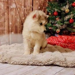 Alaskan Malamute and Alaskan Shepherd Puppies Available in Indiana, pa