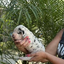 Great Dane Puppies Available in Paducah, ky