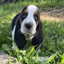AKC Basset Hound Puppies Available Now in Madison, in