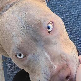 7 Month Old Male American Bully Puppy for Rehoming in Charlotte, nc