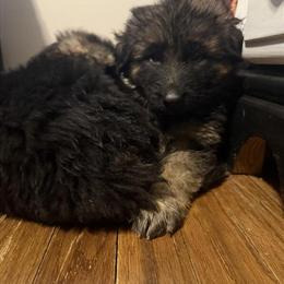 German Shepherd Longcoat Puppies Available in Atlanta, ga