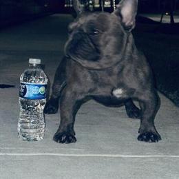 French Bulldog Stud Eros Available for Breeding in Atlanta, ga