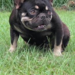 Adult Female French Bulldog Available for Adoption in Jacksonville, fl