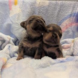 Fluffy French Bulldog Puppies Ready for Christmas in Jacksonville, fl