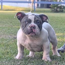 Exotic Bully Puppy for Sale in Jacksonville, fl