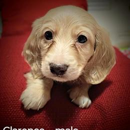 Long Haired Cream Miniature Dachshund Ready November 15th in Columbus, in