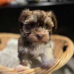 Havanese Puppy Ready for New Home in Adrian, mi