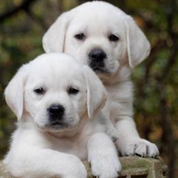Beautiful English Black and White Labrador Retrievers for Sale in Memphis, tn