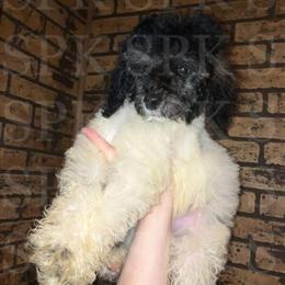 Male Poodle Puppy - 13 Weeks Old in Saint Joseph, mo