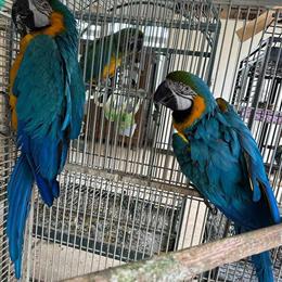 Blue and Gold Macaw Parrot for Sale in Waxhaw, nc