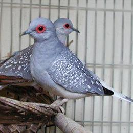 Diamond Doves Available in Various Colors in Waxhaw, nc