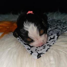 Bernese Mountain Dog Puppy Available in Beverly Hills, fl