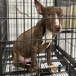 Male Pit Bull Available in Philadelphia, pa