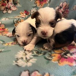 Yorkshire Terrier Puppies for Sale in Emporia, va