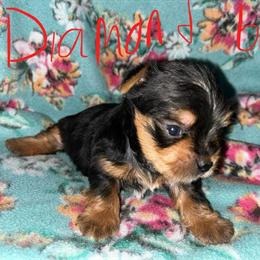 Yorkshire Terrier Puppies Available in Emporia, va